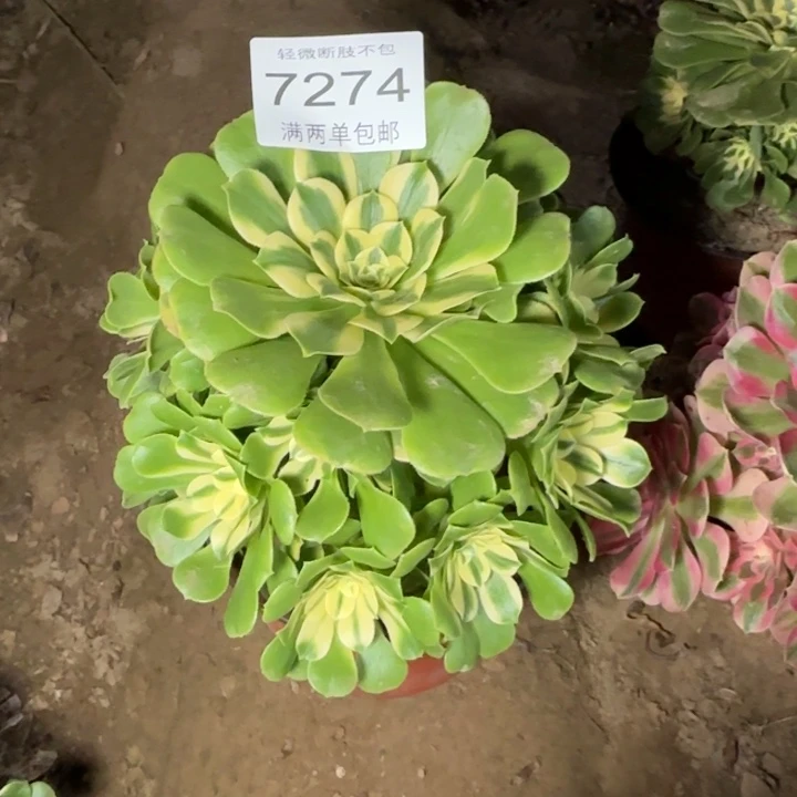 7274辛尼亚多肉植物