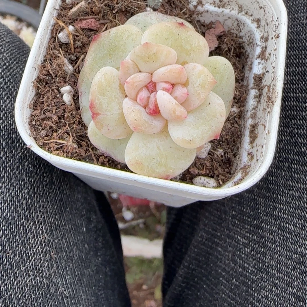 多肉小卡拉米糖心一物一拍