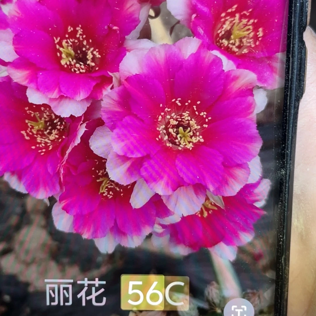 花***夕56C 侧芽 歪 满20包邮3个3公分以上