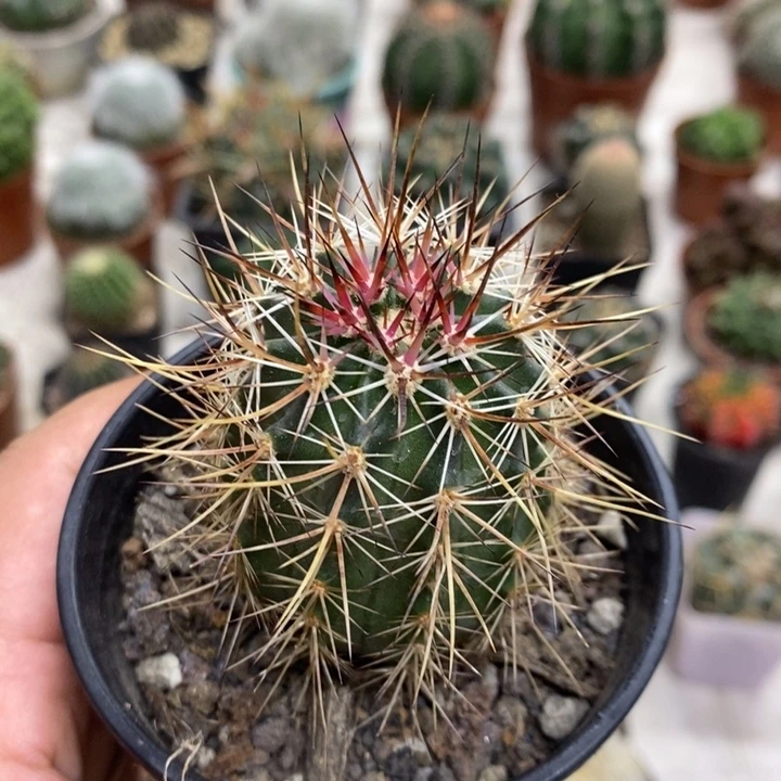 实生幻虾特价福利包邮