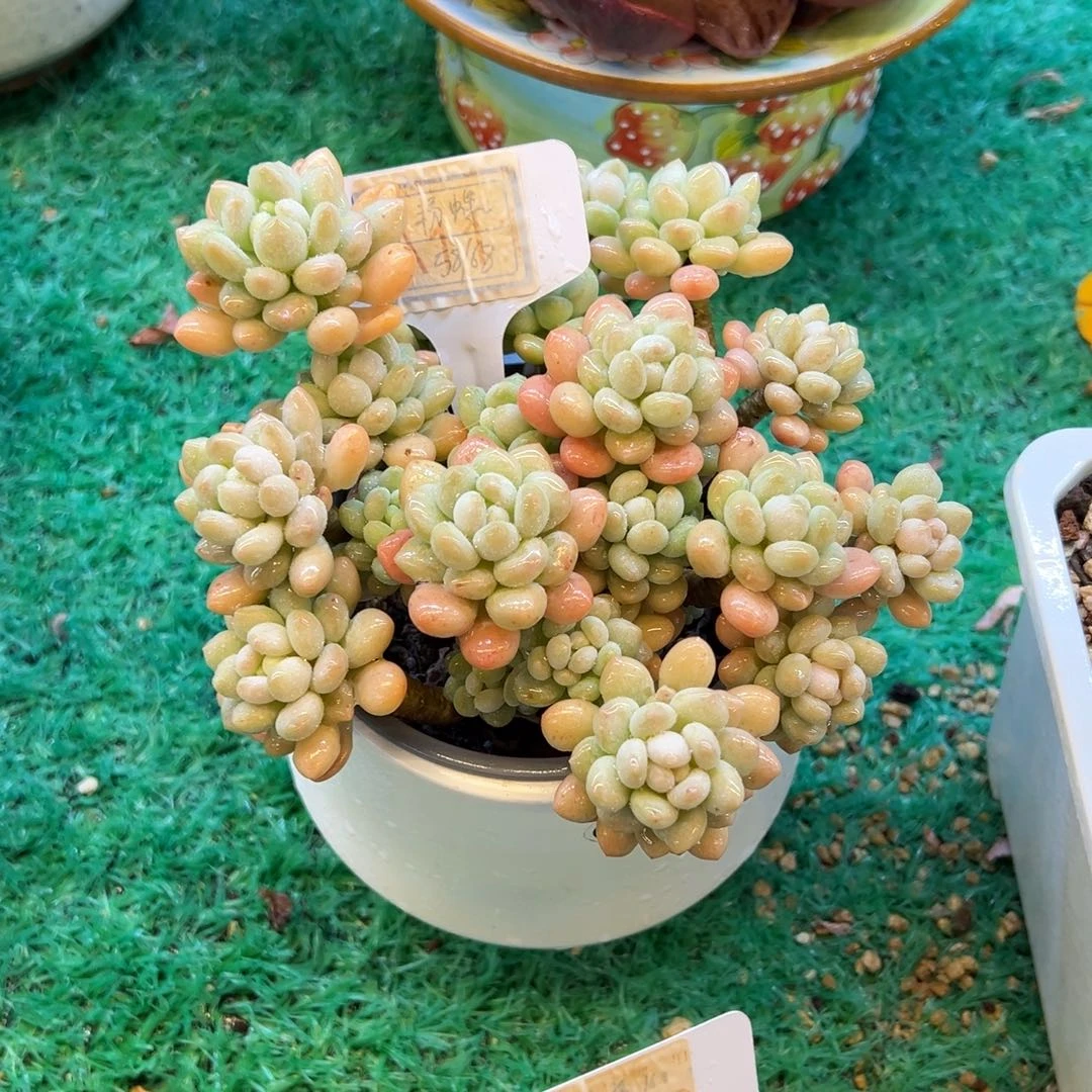 鱼子酱，，，，，，，，，，，