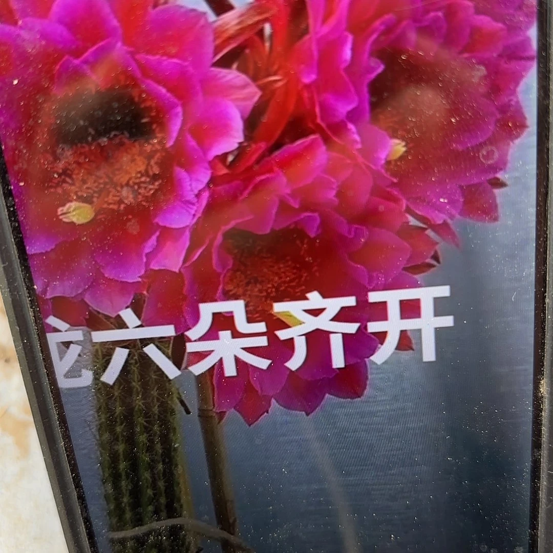 飞龙毛侧牙20包邮仙人球27