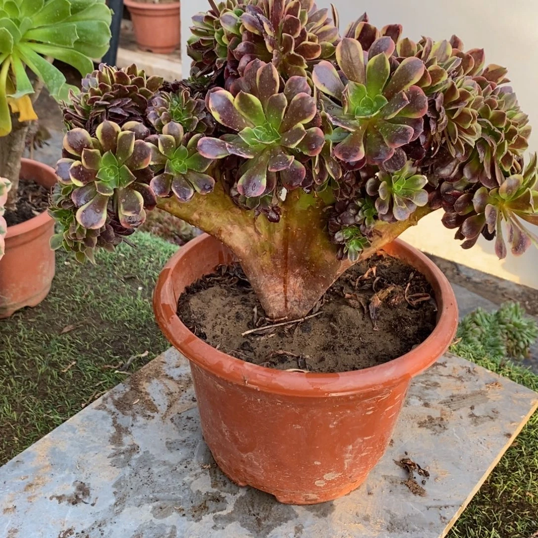 不开花植物1062号欧嘉莉缀化1颗