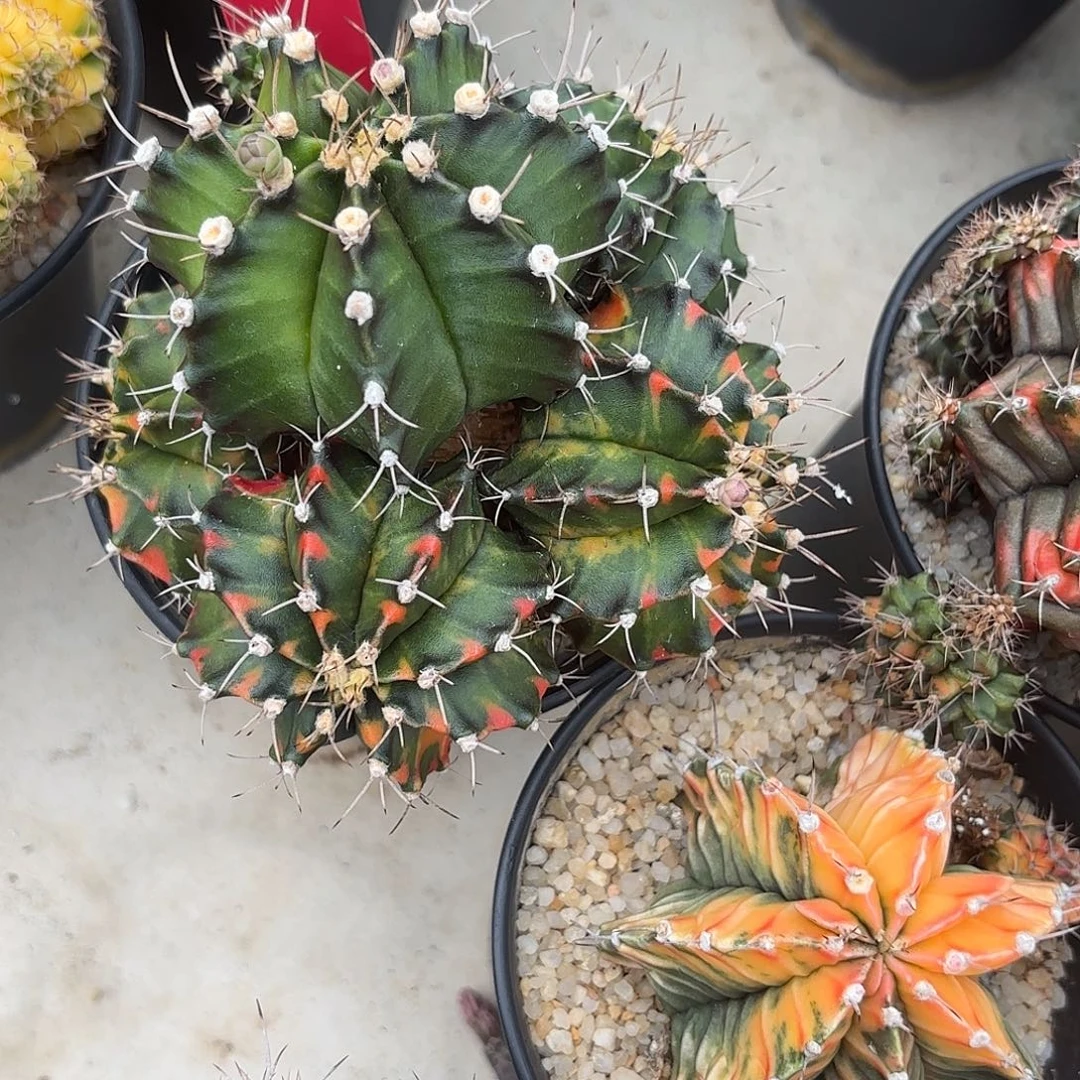 213-0915泰国发货多肉