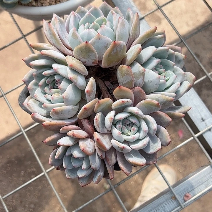 【闪购商品】橙子群