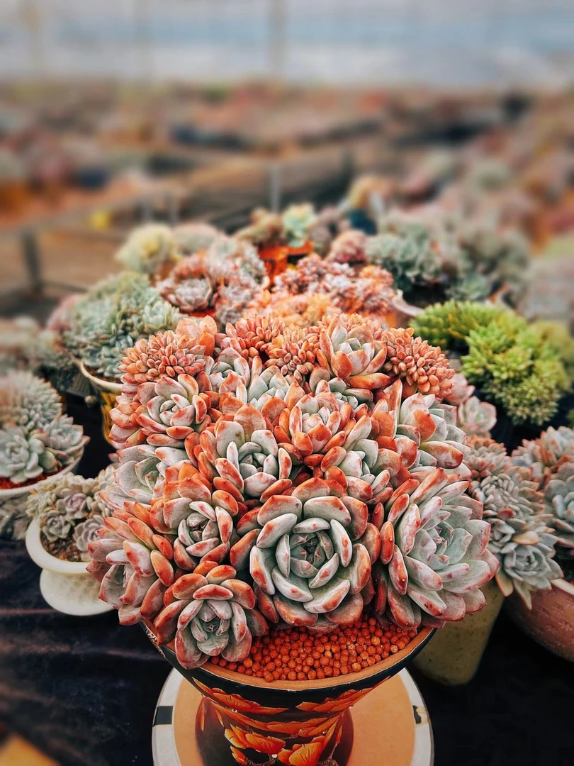 【精品多肉】物流专用链接勿拍多肉盆栽多肉植物