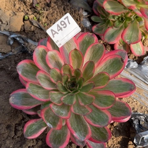 多肉植物魅金玫瑰锦