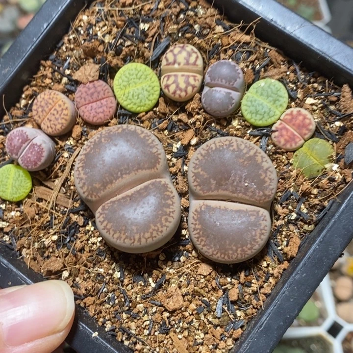 优选漂亮大脚丫特价