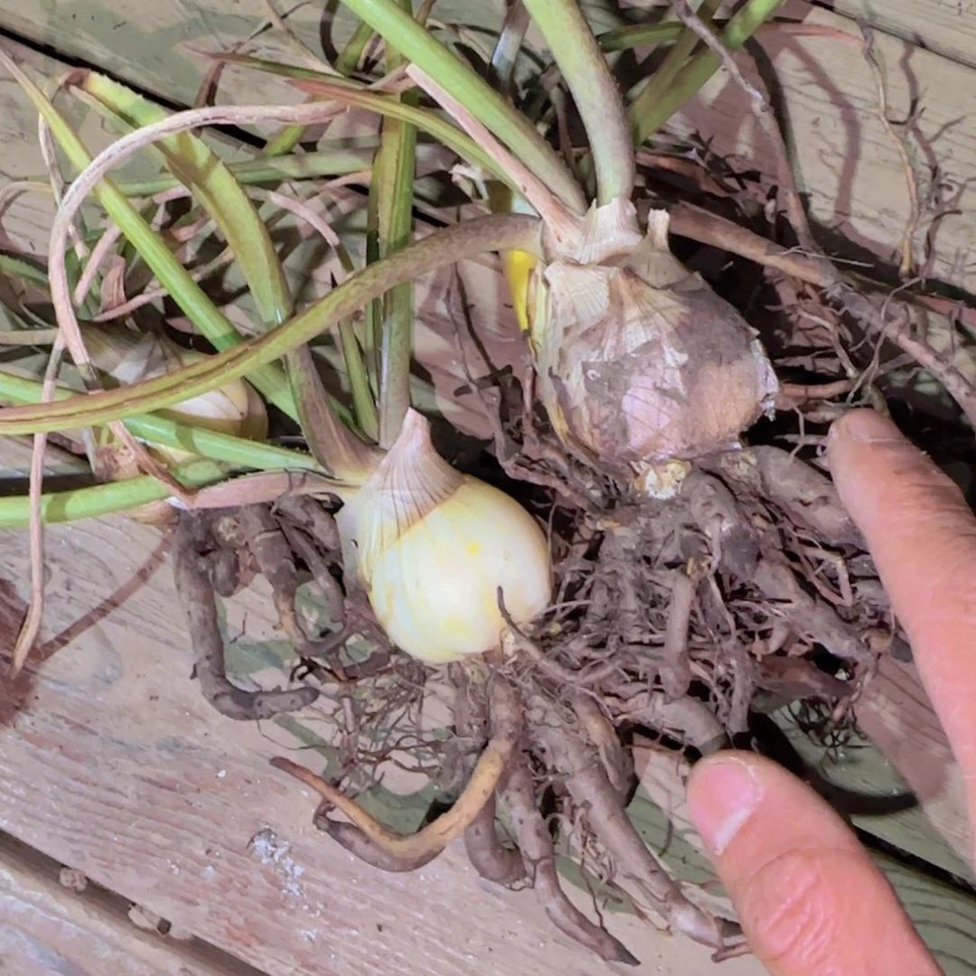 块根植物块根植物