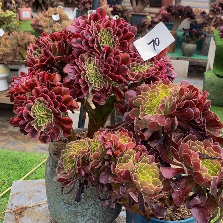 70号美杜莎➕欧紫多肉