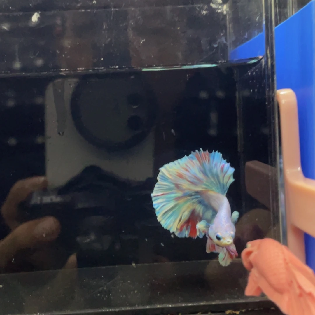 斗鱼Hahahahaha 509