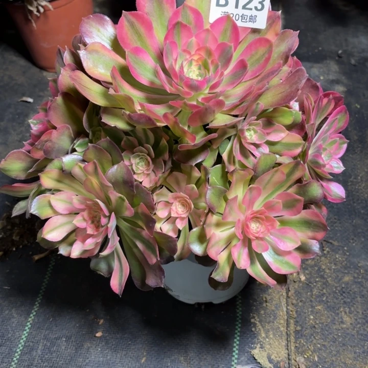 瑞妈一物一拍 123