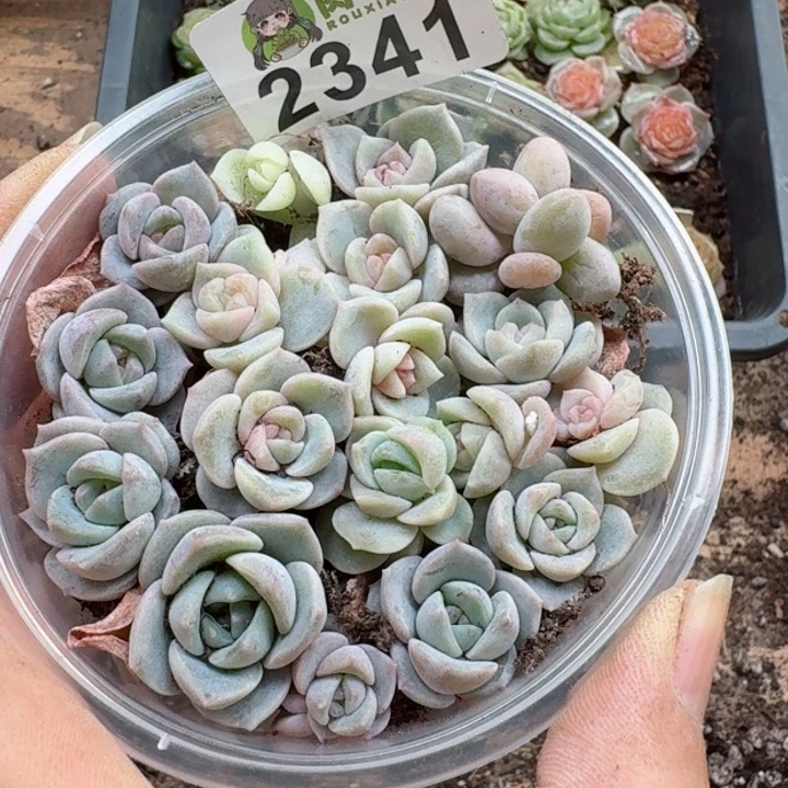 多肉植物多肉植物