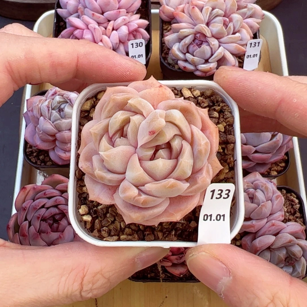 好好看133、哈哈哈哈