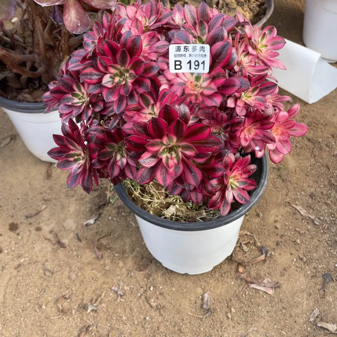 191香奈儿多肉法师断枝不包