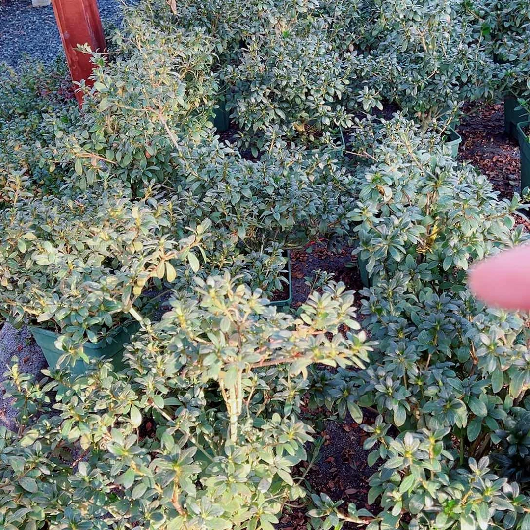 无花朵盆景皋月杜鹃特大号毬子