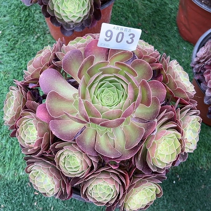 完全开放903雨荷多肉植物