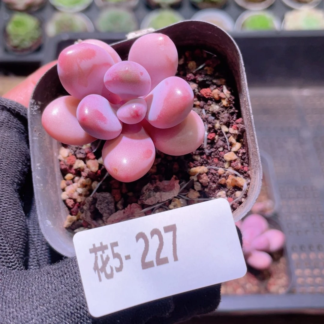 有****花利美5-227桃蛋单头