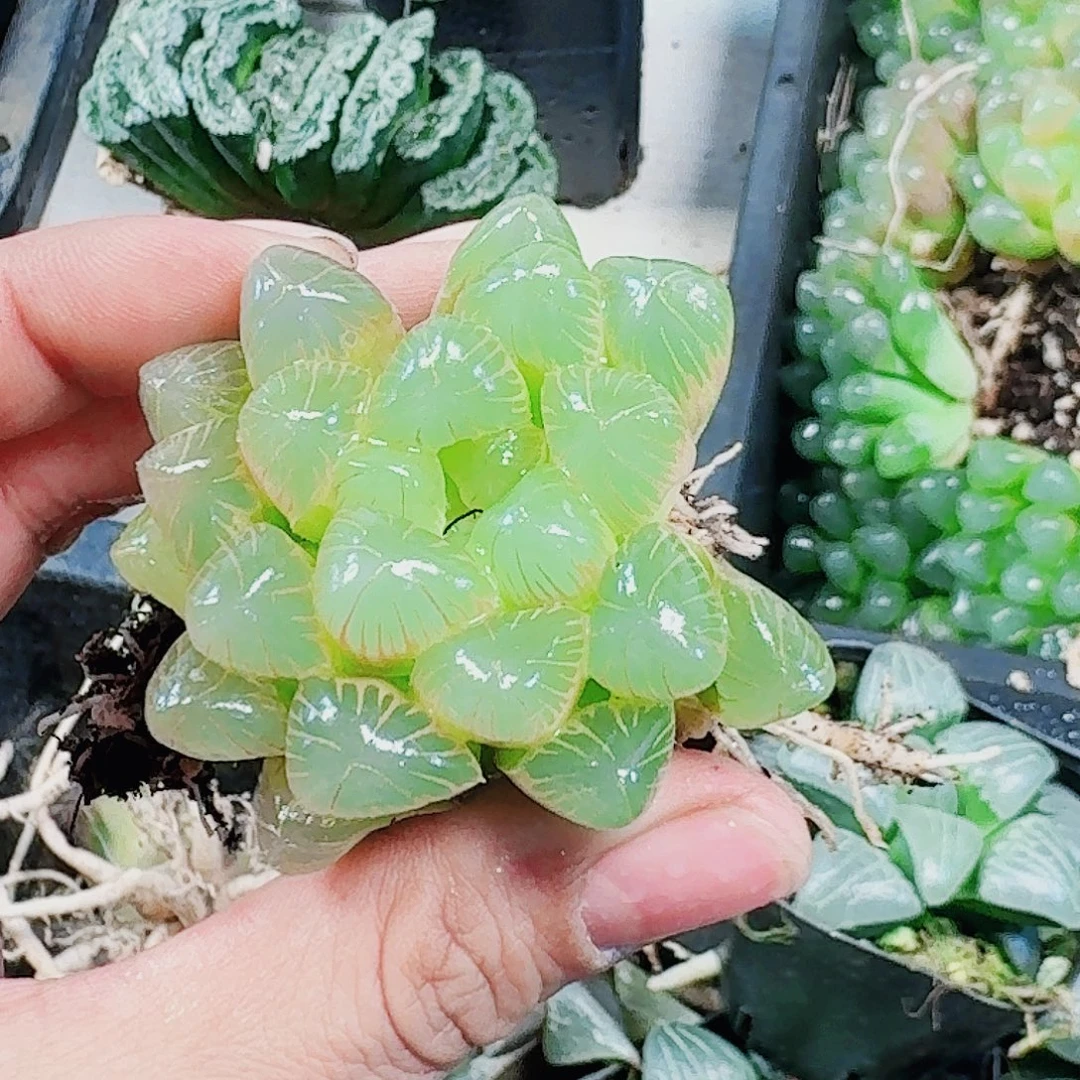 无花朵十二卷 实生冰灯福利裸根