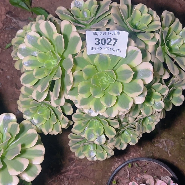 晨***雨3027绿豆沙多肉植物