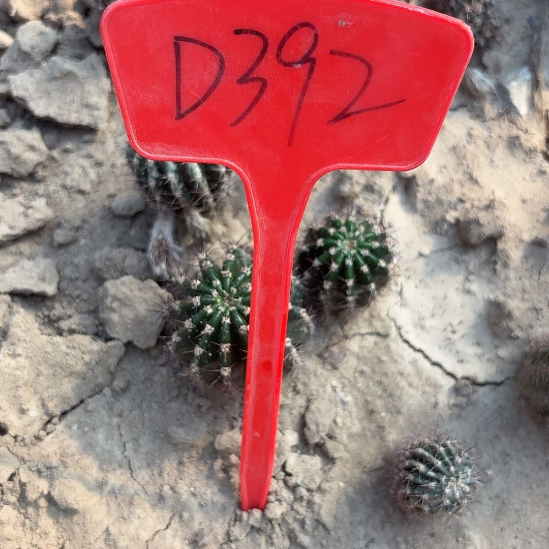 D392,魅羽瑕疵歪头4cm