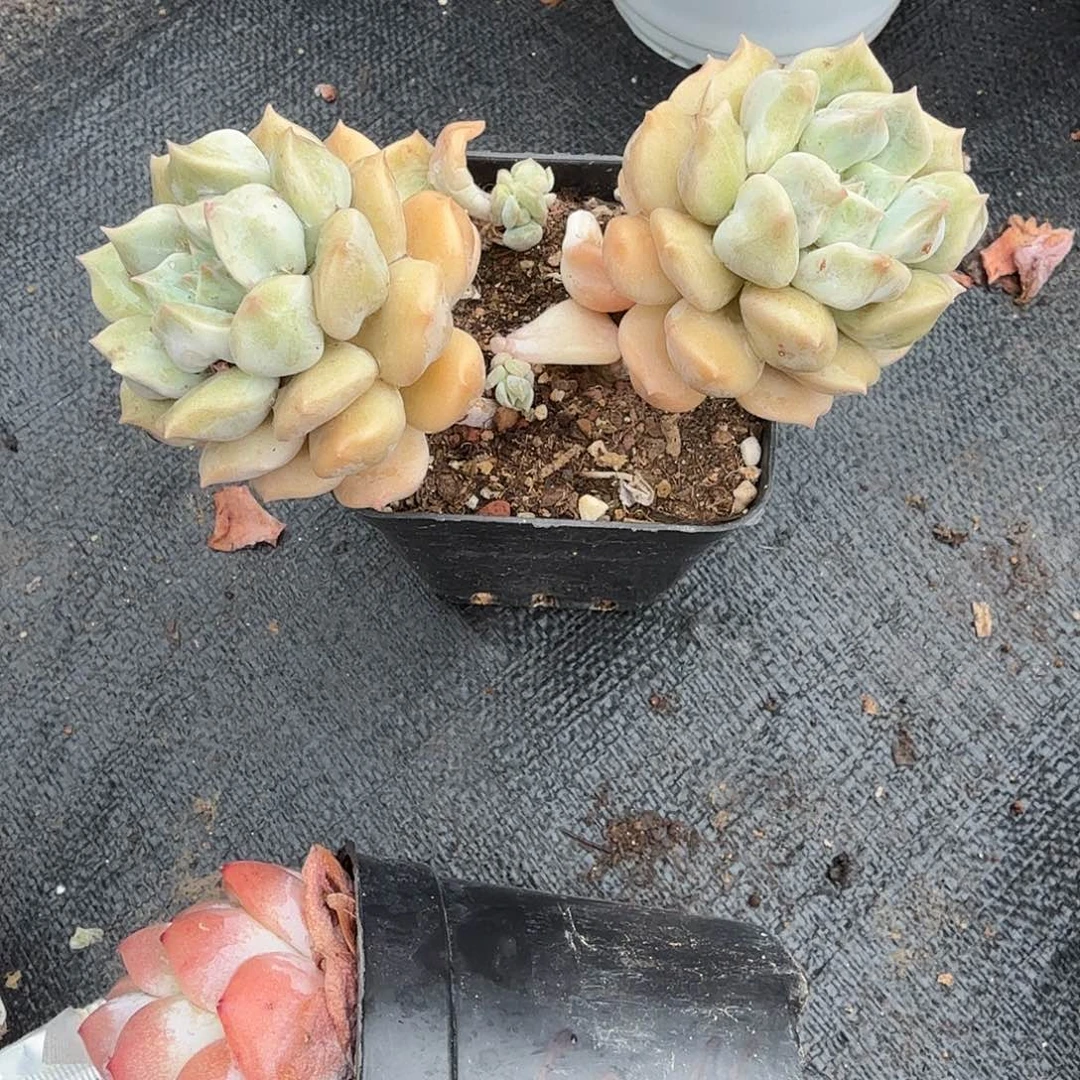 超奶多肉植物精品