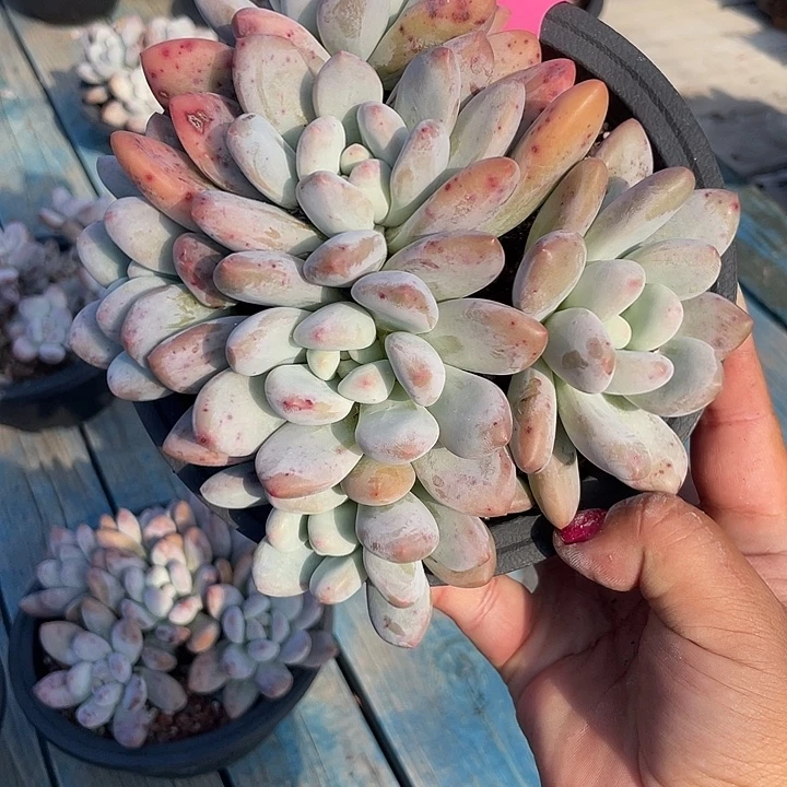 香水老桩多肉群生91