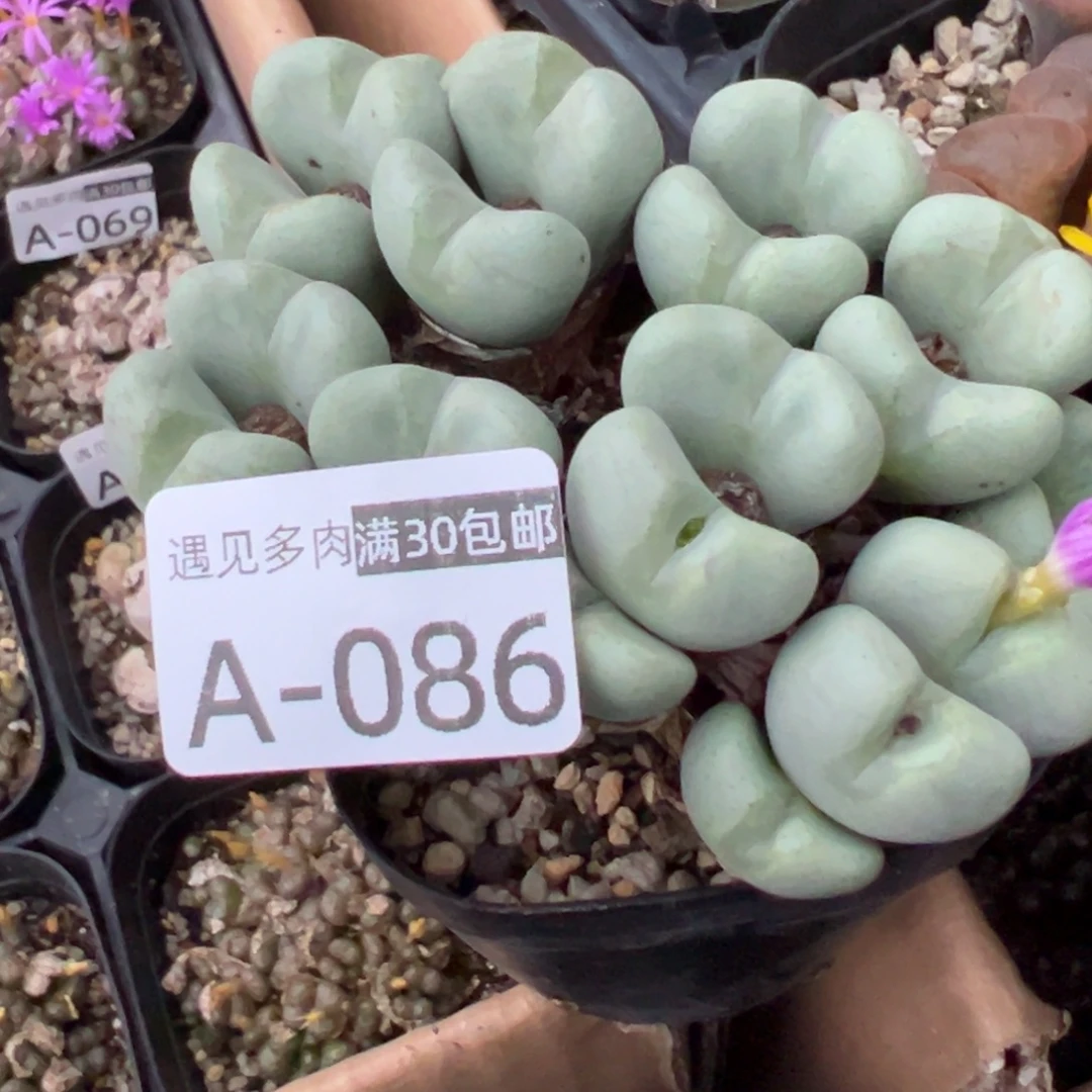 多肉植物1111111111111