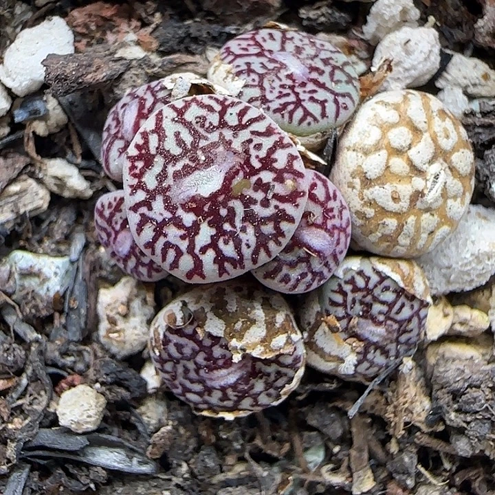 246福利福利福利福利