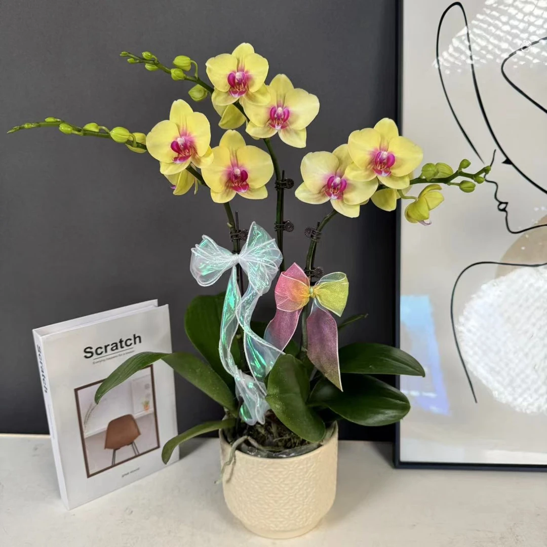 【朝日】 欧品黄花粉红芯蝴蝶兰蜡质花花量大耐开耐摆唯美