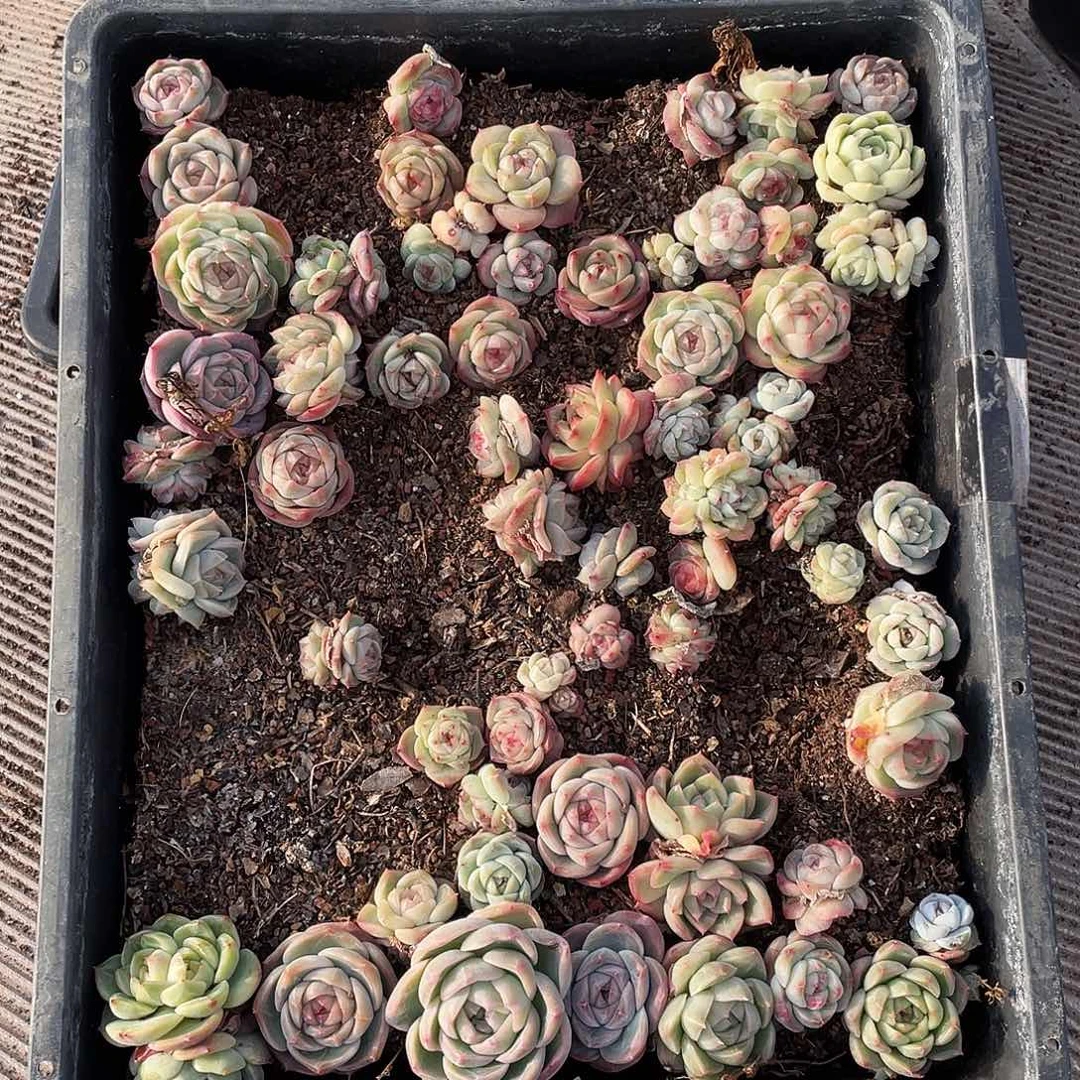 辞***244。   定。