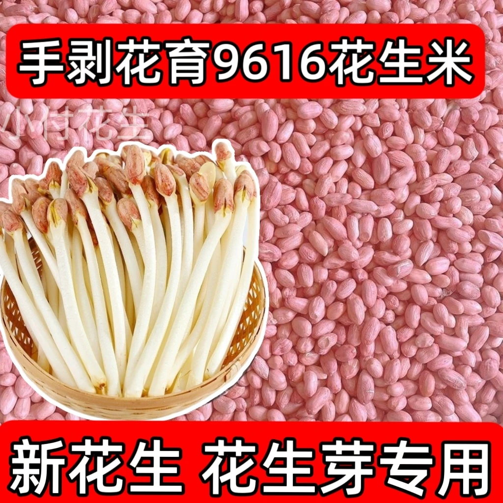 发芽专用花生种子花育9616手剥去壳花生米颗粒均匀饱满发芽率高