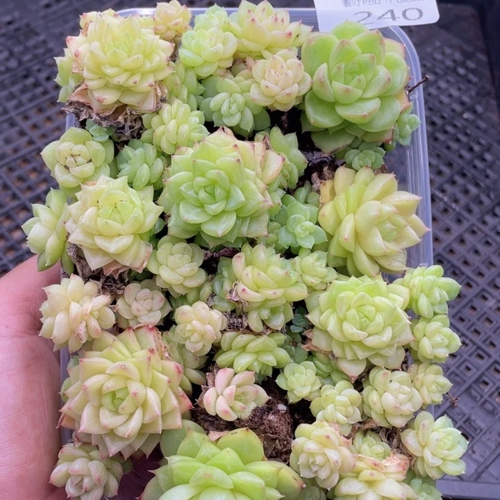 云糖心多肉植物240