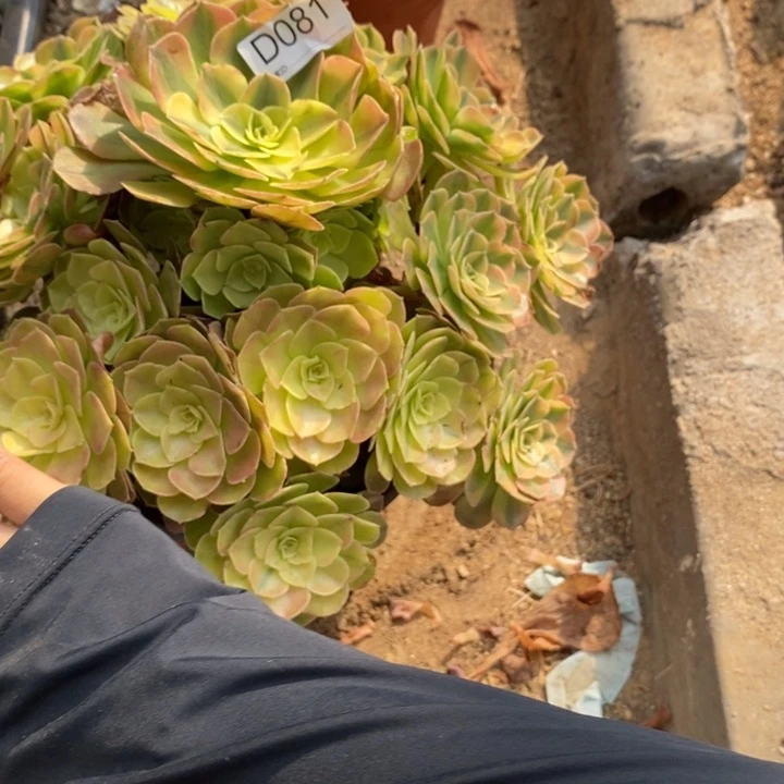 081雨盒多肉植物法师