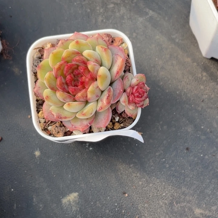 682号糖心冰心珍妮