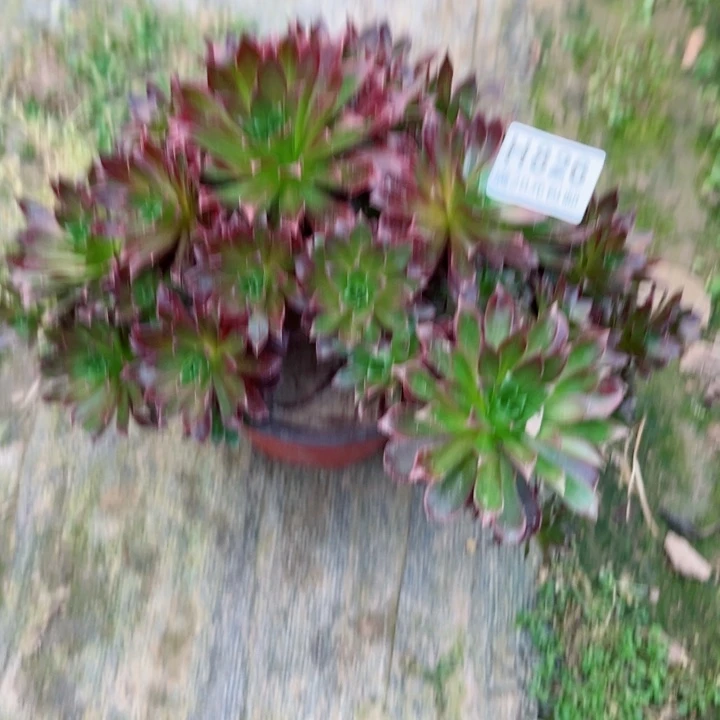 826凤凰锦多肉植物的