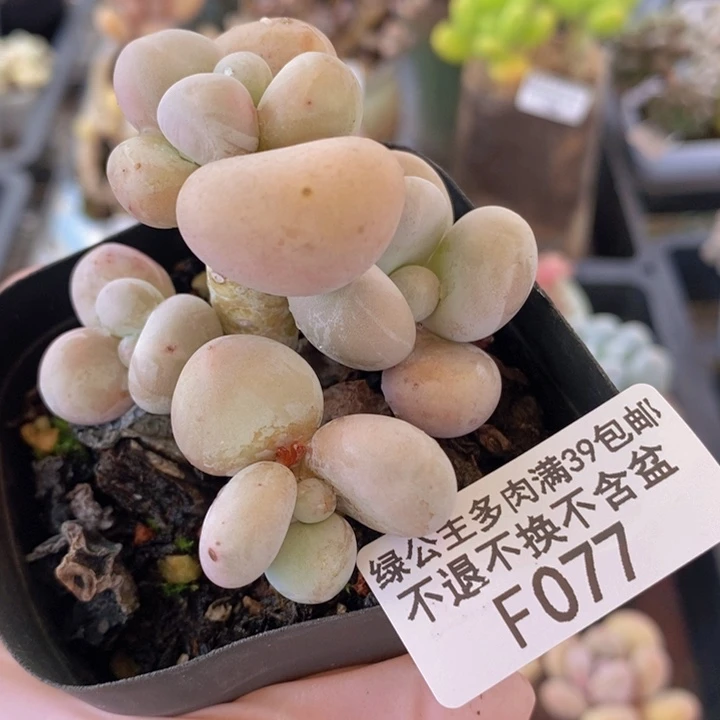 水光针奶酪6cm077多肉
