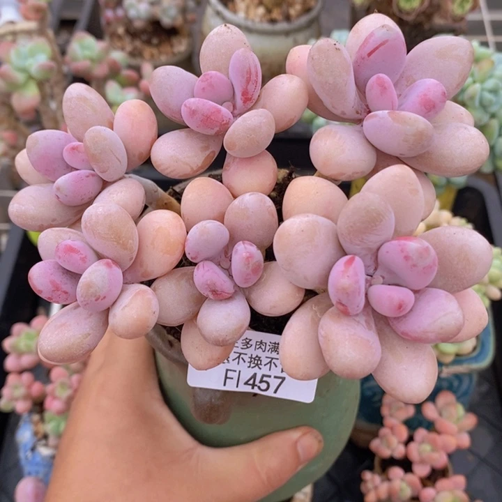 糖果桃树老桩13cm457多肉植物