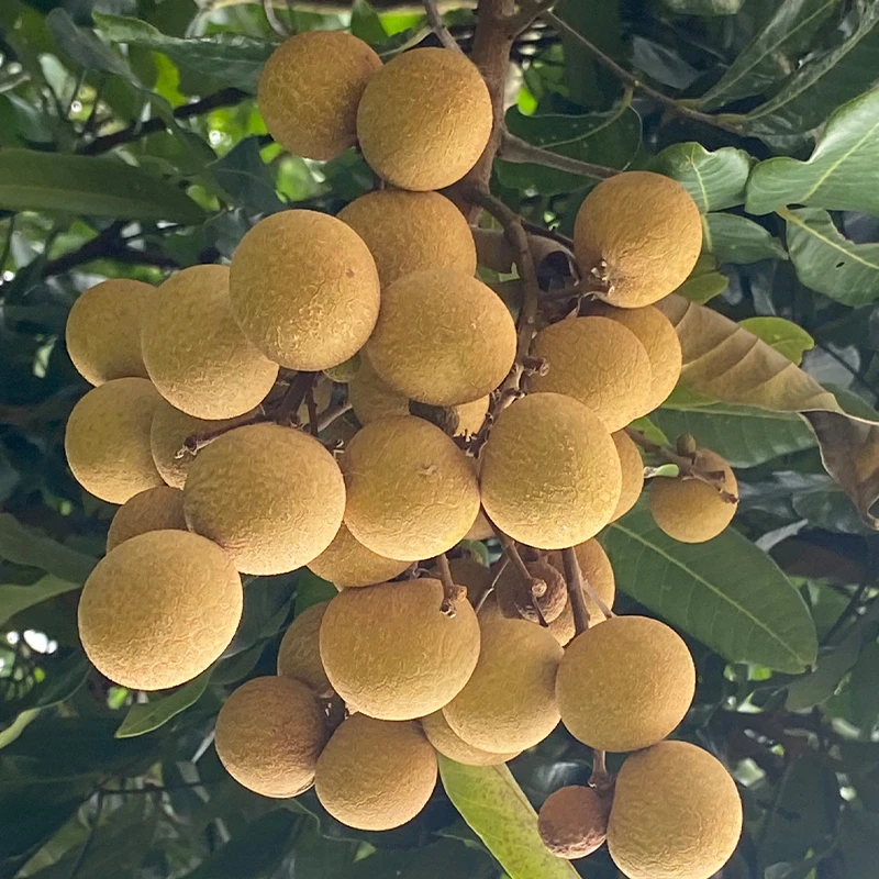 正宗高州储良龙眼产地直顺丰直发清甜肉厚新鲜桂圆