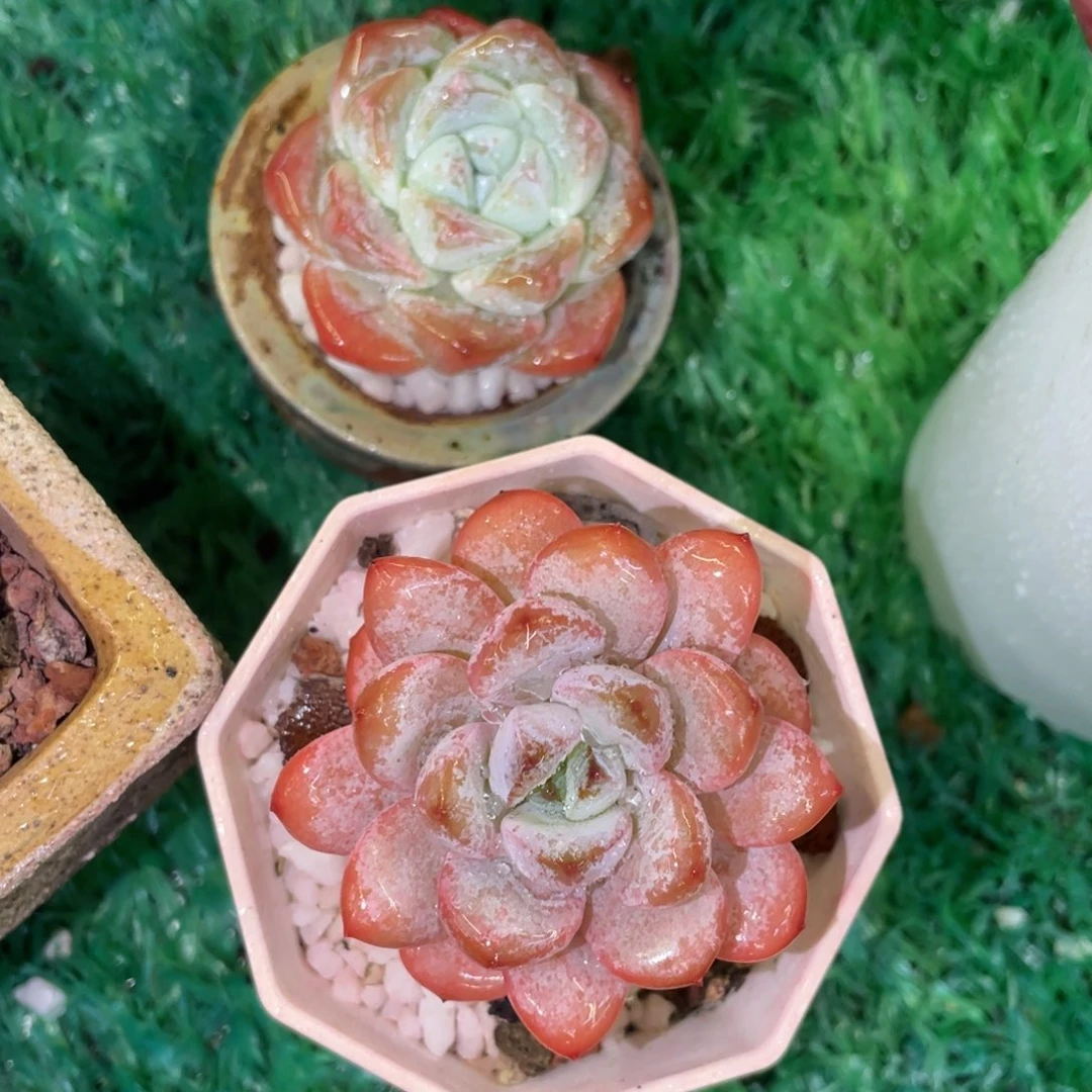 多肉植物盆栽多肉