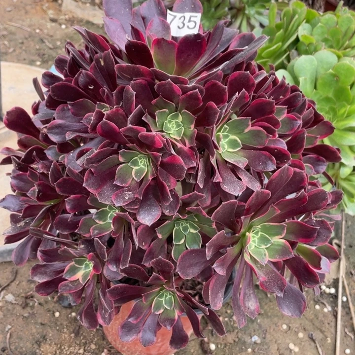 无花朵735多肉植物金丝雀