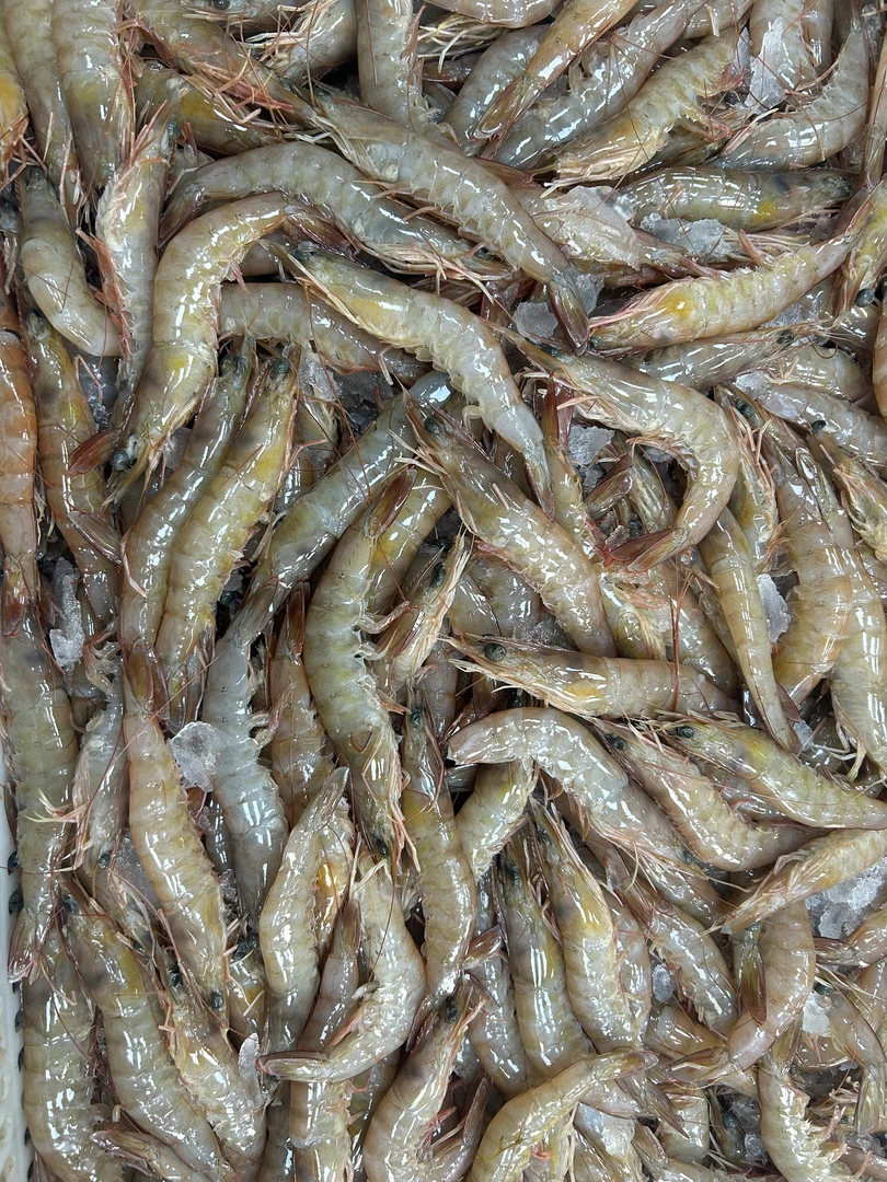 沙虾  鲜冻沙虾 厦门顺丰快递发货 现称1500