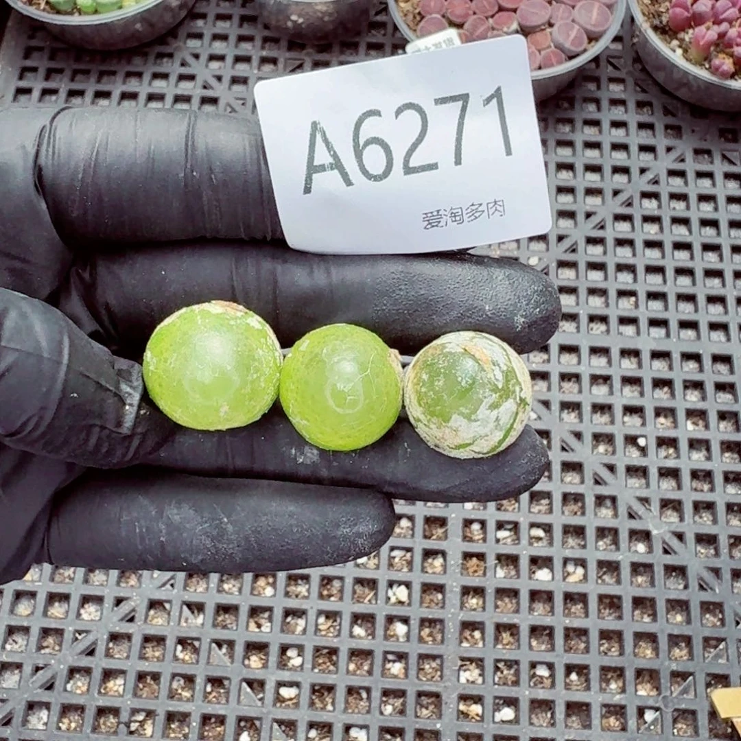 6271—-生石花 生石花