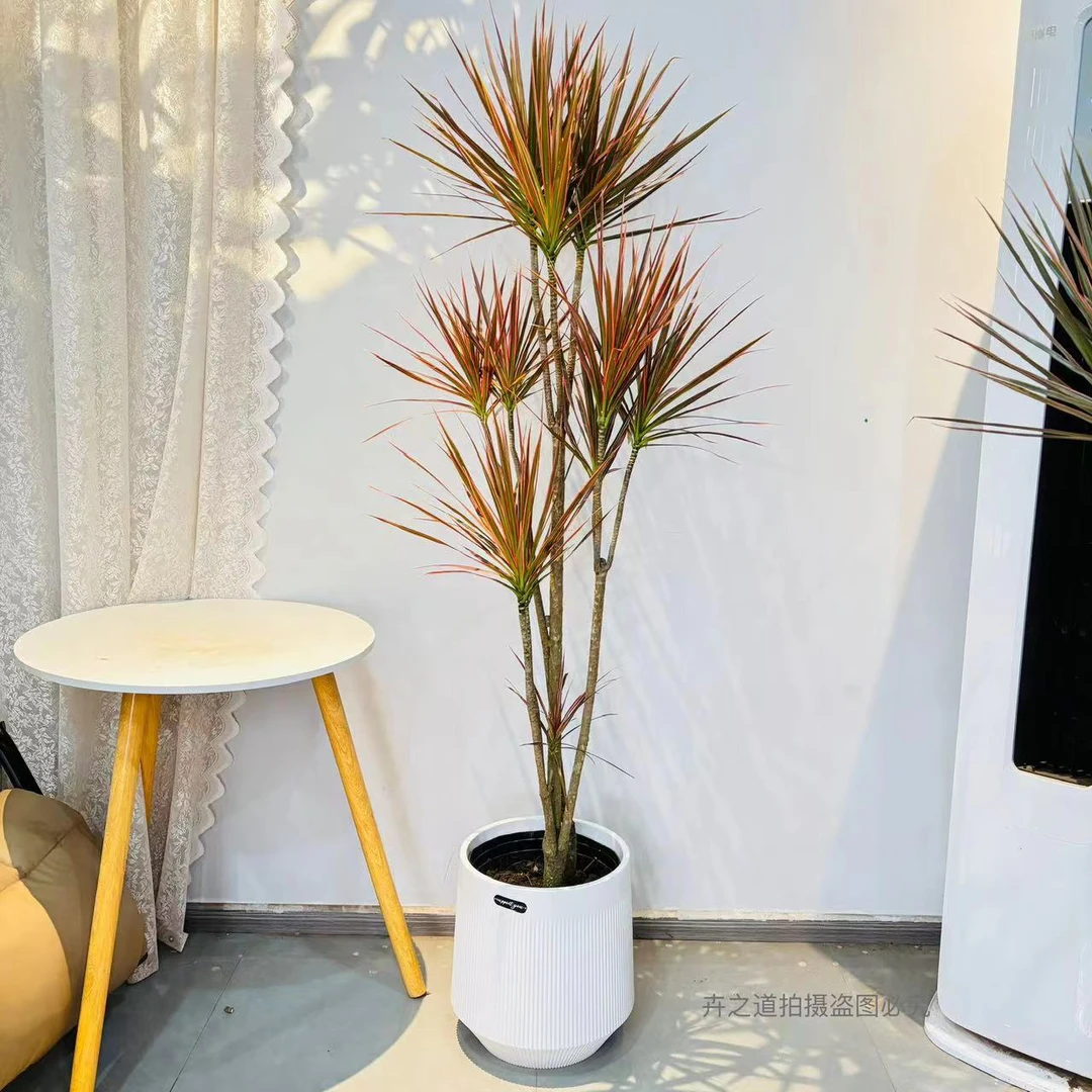 七彩千年木/客厅绿植大型植物盆栽室内七彩铁龙血树落地好养真树