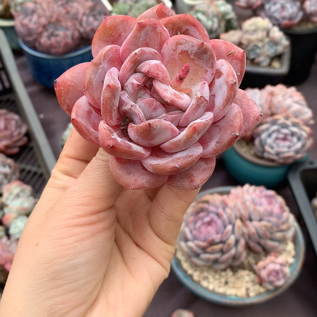 哈哈哈哈哈哈哈哈哈石榴籽