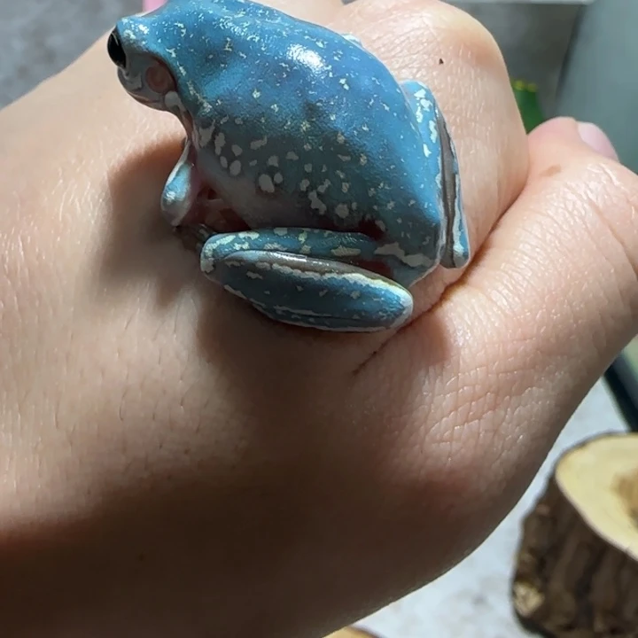 老爷树蛙17 顶级魔鬼蓝