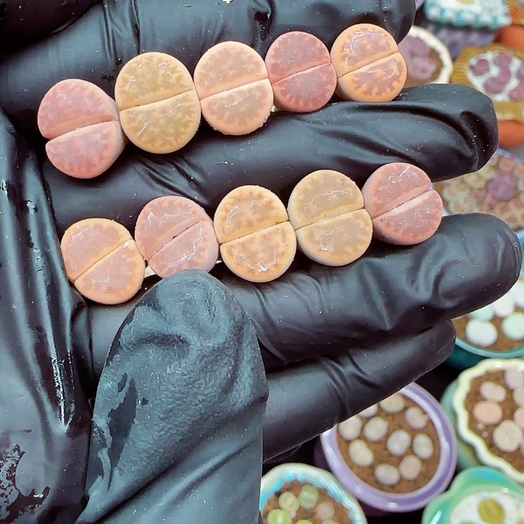 生石花满18包邮1023-110