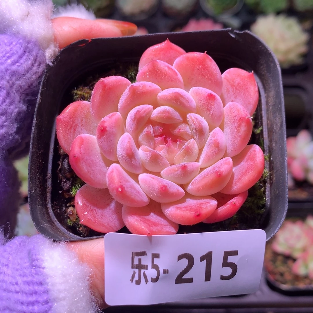 乐然 5-215 秘境冰魄