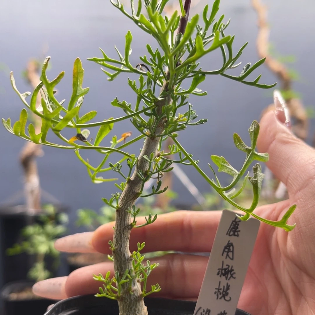 鹿角橄榄实生带盆