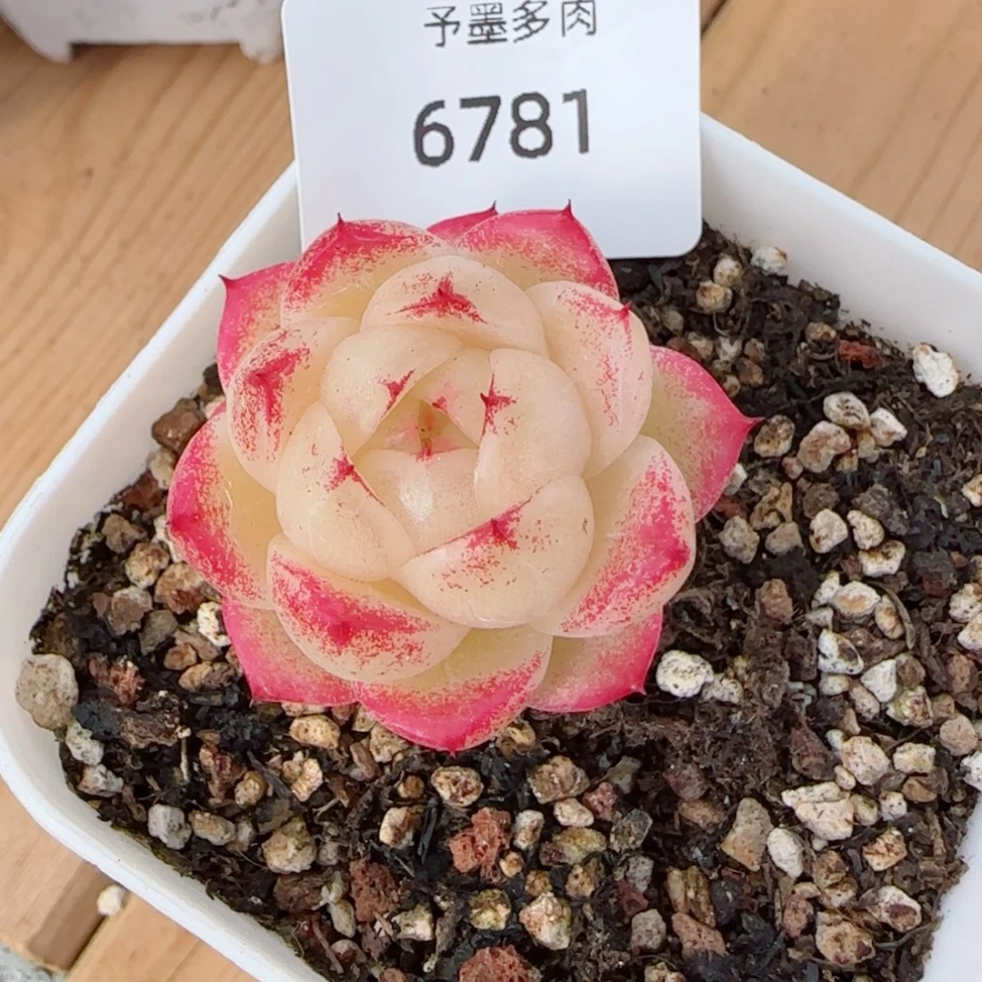 小冰云，6781多肉植物